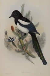 Pica Caudata - Magpie